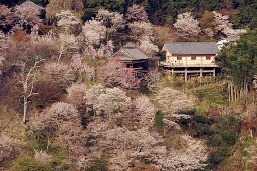 (日本新华侨报网)