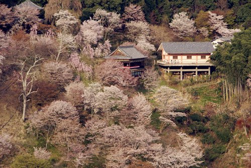 （日本新华侨报网）