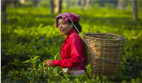 开了挂的茶叶大国--印度-中国侨网