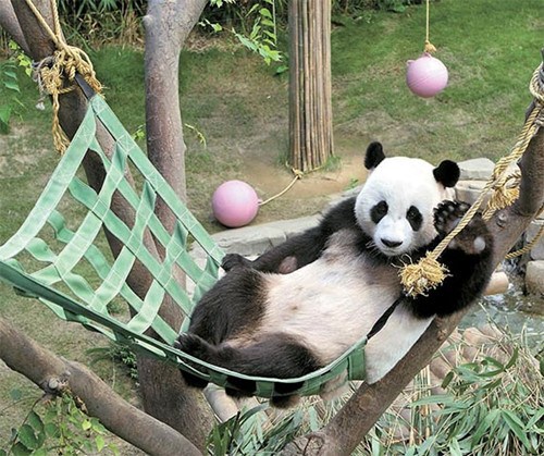 大熊猫的生活习性和特点