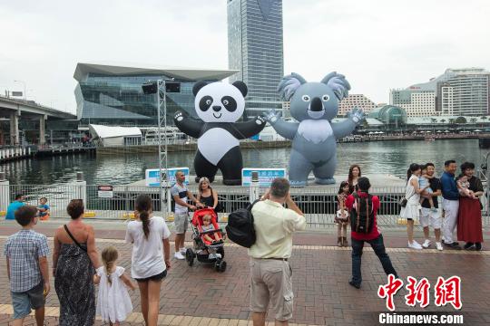 中国侨网浮动熊猫考拉畅游悉尼情人港。　贺吉　摄