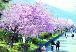 中国侨网河津樱花是本州岛最早盛开的樱花。 