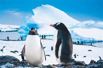 中国侨网南极的巴布亚企鹅     　　 
