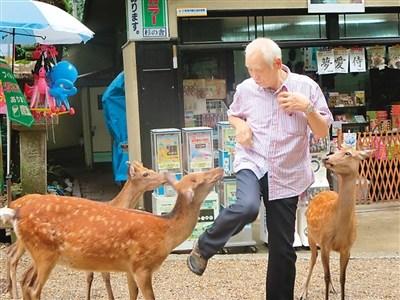 中国侨网图为奈良的小鹿围绕着游客要鹿仙贝。 童 芳摄