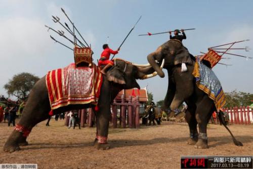 中国侨网当地时间3月13日，泰国迎来大象日，泰国古城大城府进行大象比武表演。
