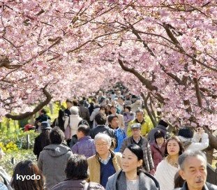 中国侨网今年的河津樱。摄于2月15日,静冈县河津町。(日经中文网)