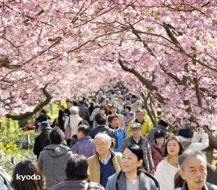 中国侨网今年的河津樱。摄于2月15日，静冈县河津町。（日经中文网）