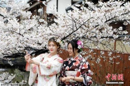 中国侨网资料图：日本京都樱花盛放，民众身着和服赏樱。