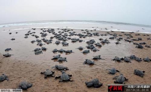 中国侨网当地时间2017年4月8日，印度布巴内斯瓦尔南部甘贾姆地区，新孵出的太平洋丽龟前往大海，成千上万只太平洋丽龟幼崽进入孟加拉湾。