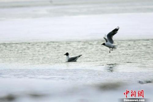 中国侨网资料图：2005年5月中旬，两只灰雁在可可西里无人区多格错仁附近的冰河中嬉戏。中国大部分地区进入夏季的时候，这里依然一片冰雪世界。中新社记者 武仲林 摄