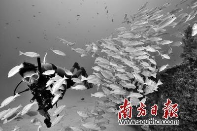 中国侨网毛里求斯蓝湾潜水。(南方日报)