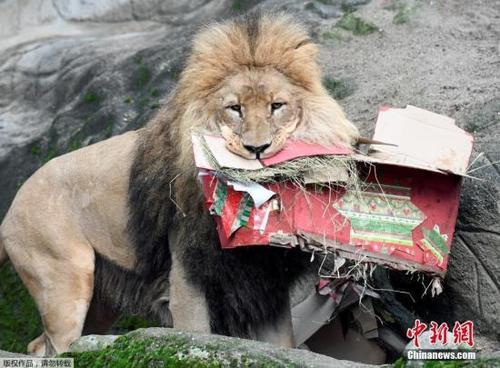 中国侨网资料图:狮子。
