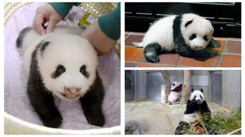 中国侨网旅日大熊猫“香香”(资料图)