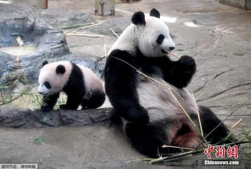 中国侨网资料图：2017年12月19日，日本东京，雌性大熊猫“香香”在上野动物园首次正式与公众见面，受到日本民众热捧。图为“香香”（左）与母亲“真真”与观众见面。图片来源：中新网