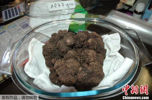 中国侨网资料图:黑松露。