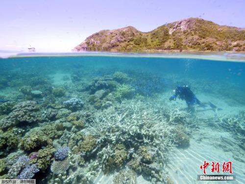 中国侨网资料图：澳大利亚大堡礁。