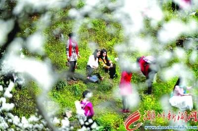 中国侨网2月25日,游客在广西融安县东起乡崖脚村铜板屯赏花游玩。广西融安县东起乡崖脚村铜板屯500亩李树正花开如雪,吸引众多游客前来踏春。