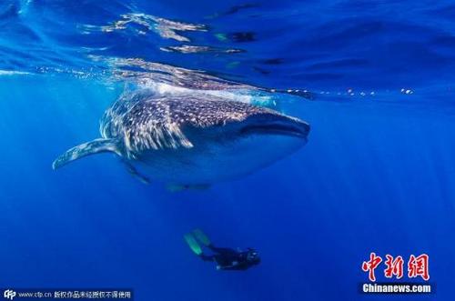 中国侨网资料图：鲸鲨。图片来源：CFP视觉中国