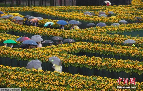 中国侨网资料图：荷兰阿姆斯特丹的“向日葵迷宫”，引大批游客到访。