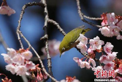 中国侨网图为日本樱花。（日本国家旅游局（JNTO）北京事務所提供）