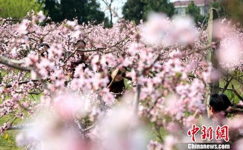 中国侨网3月22日，游人在桃花园中拍照留影。　姜涛　摄