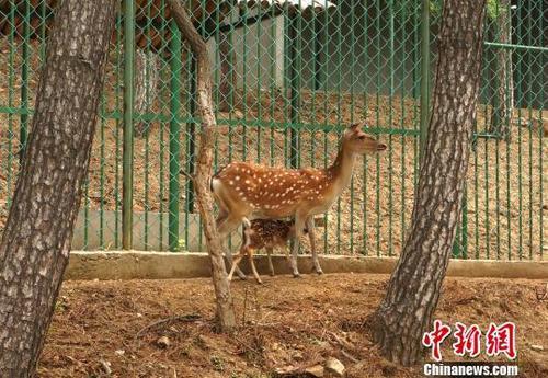 中国侨网资料图：鹿妈妈和鹿宝宝。