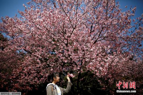 中国侨网资料图：一名游客在东京新宿御苑公园内欣赏樱花。