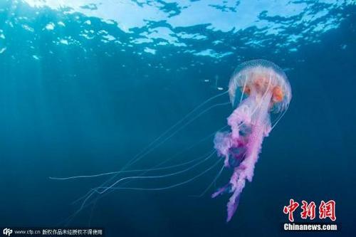 中国侨网资料图：水母色彩缤纷，美丽却危险。（图片来源：CFP视觉中国）