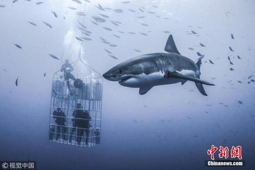 中国侨网资料图：鲨鱼。 图片来源：视觉中国