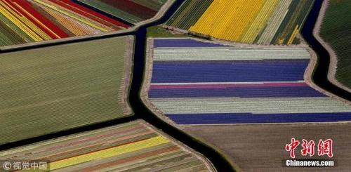中国侨网资料图，当地时间2018年4月20日，荷兰利瑟小镇，航拍镜头下的库肯霍夫公园，大地仿佛铺上了彩虹色的地毯。库肯霍夫公园是世界上最大的郁金香公园，每年种植约700万株各类花卉，是荷兰最受欢迎的景点之一，吸引来自世界各地的游客前来参观。 图片来源：视觉中国