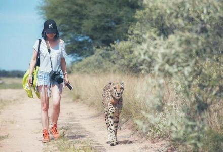 中国侨网杨雪梅在纳米比亚与猎豹同行。