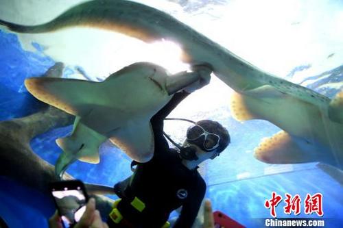 中国侨网9月19日，工作人员正在投喂豹纹鲨。　韩苏原　摄