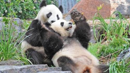 中国侨网旅居南澳动物园的“网网”和“福妮”。（澳洲网）