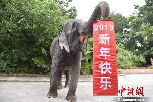 中国侨网憨态可掬的大象举起“2019新年快乐”喜庆条幅　李木生　摄