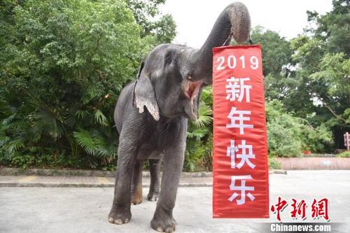 中国侨网憨态可掬的大象举起“2019新年快乐”喜庆条幅 李木生 摄
