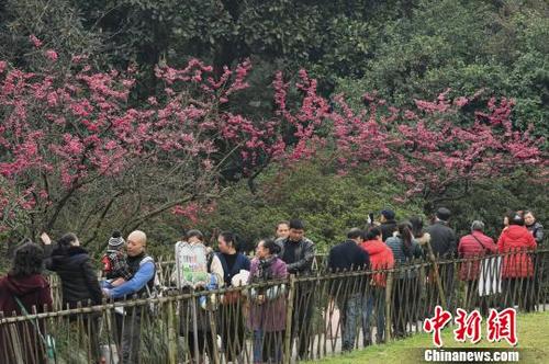 中国侨网图为市民在重庆花卉园赏花游玩。　周毅　摄