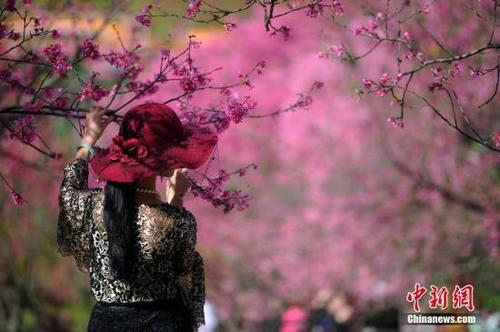 中国侨网资料图：民众赏樱。 中新社记者 蒋雪林 摄  