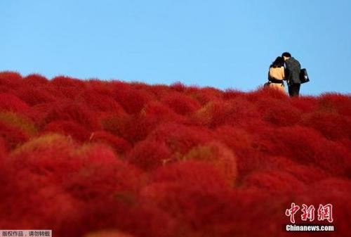 中国侨网资料图，日本Hitachinaka，一大片火红花海引游客徜徉其中。