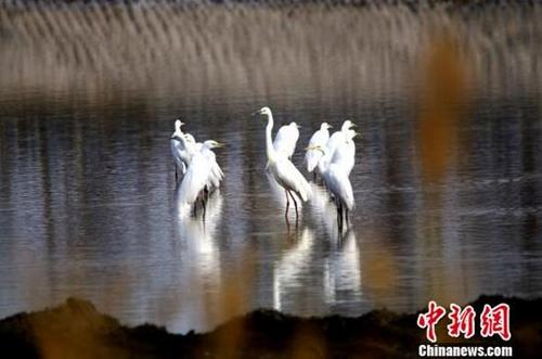 中国侨网每年春天，托克逊县白杨河畔都会迎来大批野生候鸟停留栖息。李靖海　摄