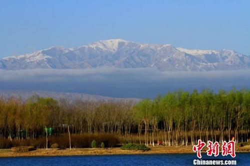 中国侨网一场春雨过后，远望祁连山，白雪皑皑、云雾缭绕。　陈礼　摄