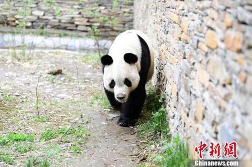 中国侨网大熊猫“园园”在卧龙神树坪基地隔离检疫 。　安源　摄