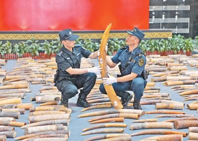 中国侨网图为今年3月,黄埔海关缉私人员在清点“1·17”特大象牙走私案中查获的象牙。 海关总署供图