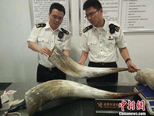 中国侨网成都海关截获的大型牛角。 成都海关供图