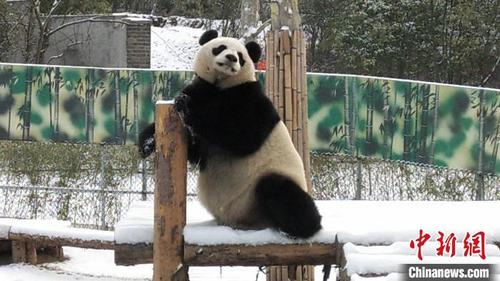 中国侨网2月16日，南京降雪，大熊猫“团子”在雪中玩耍。　吴雪　摄