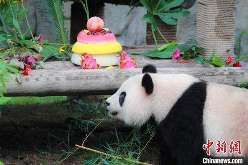 中国侨网大熊猫“七七”17日迎来了两周岁的生日。上海野生动物园供图