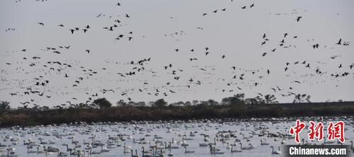 中国侨网湖北龙感湖自然保护区迎59000余只小天鹅越冬，场面壮观　彭金山　摄