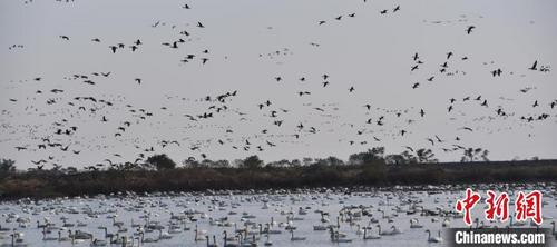 中国侨网湖北龙感湖自然保护区迎59000余只小天鹅越冬,场面壮观 彭金山 摄
