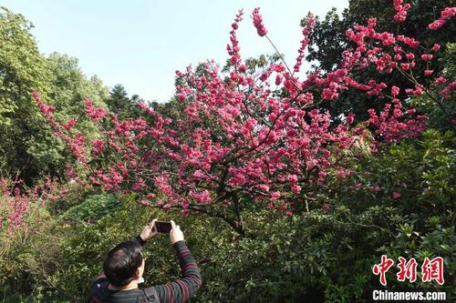 中国侨网图为重庆花卉园鲜花盛开吸引市民驻足拍照。　周毅　摄