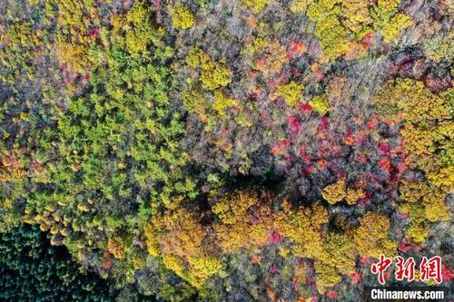 中国侨网图为无人机拍照天桥沟森林公园。　于海洋　摄