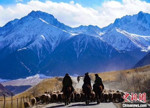 中国侨网进入11月，新疆昭苏县牧民开始转场。　巴特那生　摄